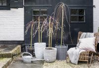 Tuinplant van de Maand februari: Salix