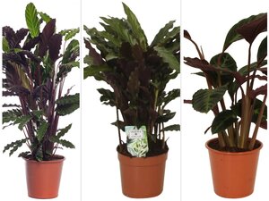 calathea